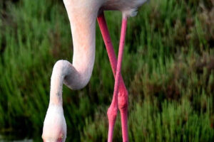 Caterino Bellato-Flamingo