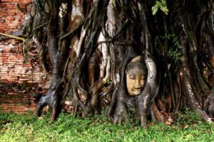 Maria Burgato - Ayutthaya testa di Buddha-il miracolo